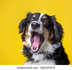 studio shot of a dog on an isolated background - Shutterstock ID 1831374973