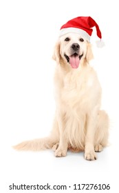 A Studio Shot Of A Dog Wearing A Christmas Hat Isolated On White Background