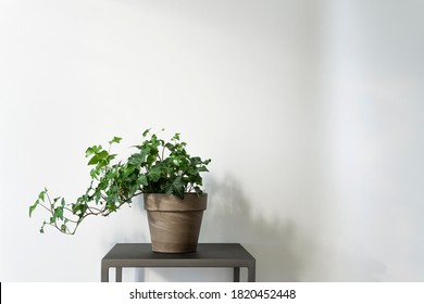 Studio shot of an English ivy plant on a stand against white wall background for text - Powered by Shutterstock