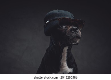 Studio Shot Of Fashion Dog Wearing Sunglasses And Hat