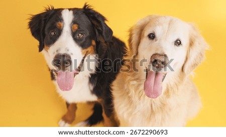 Studio shot featuring two joyful dogs panting and playfully sticking out their tongues against a vibrant yellow background