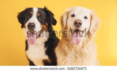 Studio shot featuring two joyful dogs, a golden retriever and a bernese mountain dog, panting happily against a vibrant yellow background