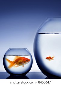 Studio Shot Of A Fish In Bowl