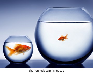 Studio Shot Of A Fish In Bowl