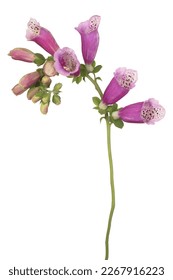 Studio Shot of Fuchsia Colored Foxglove Flower Isolated on White Background. Large Depth of Field (DOF). Macro. Close-up.