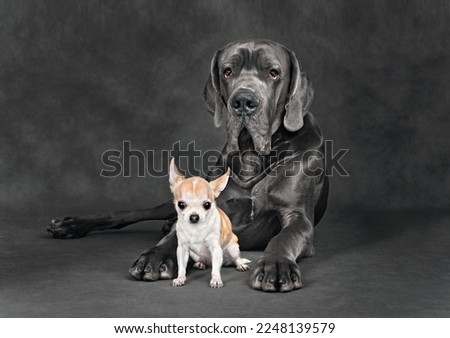 Studio shot of Great Dane and chihuahua dog on a gray background