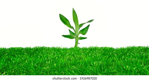 studio-shot-green-plant-growing-260nw-19