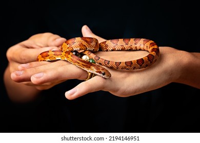 studio shot of a hand holding a corn snake