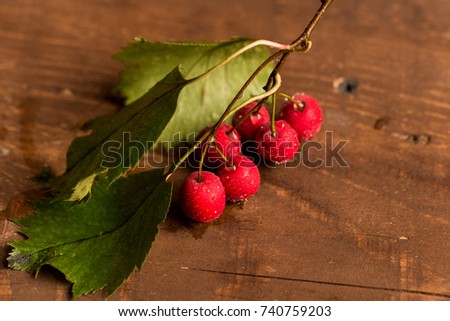Studio shot hawthorn berries on wooden background