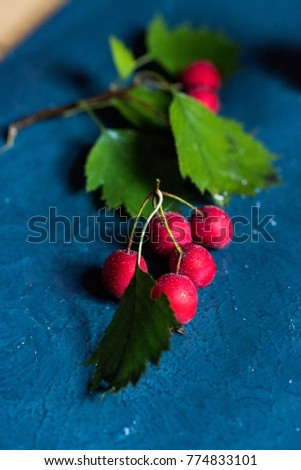 Studio shot hawthorn berries on blue background