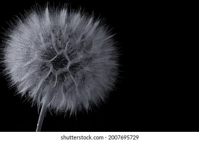 Studio shot of a head of dandelion.