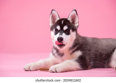 Studio shot of a husky female dog less than one year old black and white on pink background. Concept of canine emotions. Pets theme studio shot. Cute small dog with fur like woolf, posing in studio.