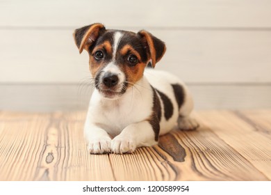 Studio shot - Jack Russell terrier puppy laying on wooden boards floor. - Shutterstock ID 1200589954