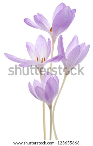 Studio Shot of Lilac Colored Colhicum Flowers Isolated on White Background. Large Depth of Field (DOF). Macro.