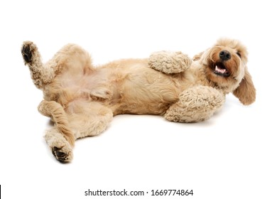 Studio shot of a lovely lagotto lying on his back and looking satisfied