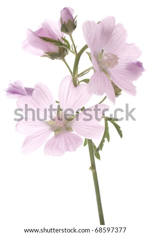 Studio Shot of  Mauve Colored Mallow  Isolated on White Background. Large Depth of Field (DOF). Macro.