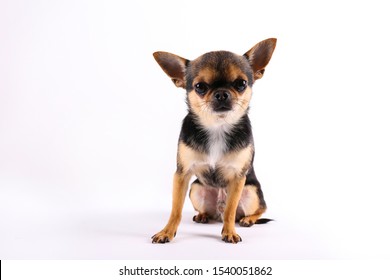 1000 Black Chihuahua Stock Images Photos Vectors Shutterstock