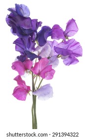 Studio Shot of  Multicolored Sweet Pea Flowers Isolated on White Background. Large Depth of Field (DOF). Macro.
