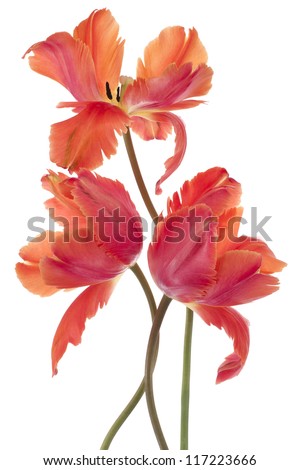 Similar – Image, Stock Photo three tulips Tulip blossom