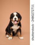 Studio shot of pedigreed puppy bernese mountain dog breed isolated on beige background.