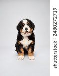 Studio shot of pedigreed puppy bernese mountain dog breed isolated on gray background.