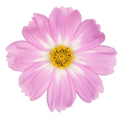 Studio Shot Of Pink Colored Cosmos Flower Isolated On White Background. Large Depth Of Field (DOF). Macro. Close-up.