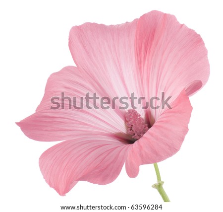 Studio Shot of Pink Colored Mallow Isolated on White Background. Large Depth of Field (DOF). Macro.