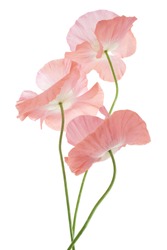 Studio Shot Of Pink Colored Poppy Flowers Isolated On White Background. Large Depth Of Field (DOF). Macro. Symbol Of Sleep, Oblivion And Imagination.