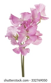 Studio Shot of Pink Colored Sweet Pea Flowers Isolated on White Background. Large Depth of Field (DOF). Macro.