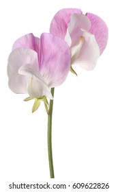 Studio Shot of Pink Colored Sweet Pea Flower Isolated on White Background. Large Depth of Field (DOF). Macro.