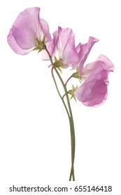 Studio Shot of Pink Colored Sweet Pea Flowers Isolated on White Background. Large Depth of Field (DOF). Macro.