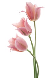 Studio Shot Of Pink Colored Tulip Flowers Isolated On White Background. Large Depth Of Field (DOF). Macro. National Flower Of The Netherlands, Turkey And Hungary.