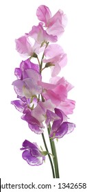 Studio Shot of Pink and Purple Colored Sweet Pea Flowers Isolated on White Background. Large Depth of Field (DOF). Macro.