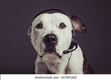 Studio Shot Of A Pit Bull Dog Talking On His Headset, Working As Customer Service Representative.