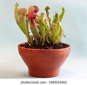 Studio Shot Of Pitcher Plant In Bowl Using Focus Stacked Imaging