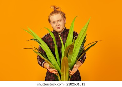 Studio Shot Of A Plump Red-haired Guy With A High Ponytail Standing At Studio With A Green Room Plant. Bright Yellow Background. Young People, Lifestyle. Environment.