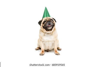 Studio Shot Of Pug Dog In Party Hat, Isolated On White 