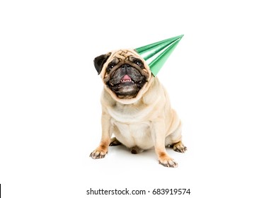 Studio Shot Of Pug Dog In Party Hat, Isolated On White 