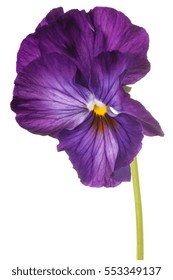 Studio Shot Of Purple Colored Pansy Flower Isolated On White Background. Large Depth Of Field (DOF). Macro.