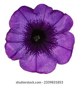 Studio Shot of Purple Colored Petunia Flower Isolated on White Background. Large Depth of Field (DOF). Macro. Close-up. - Shutterstock ID 2339831853
