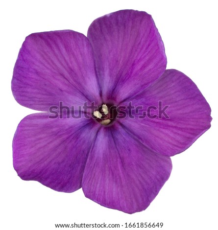 Studio Shot of Purple Colored Phlox Flower Isolated on White Background. Large Depth of Field (DOF). Macro. Close-up.