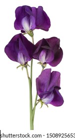 Studio Shot of Purple Colored Sweet Pea Flowers Isolated on White Background. Large Depth of Field (DOF). Macro. Close-up.
