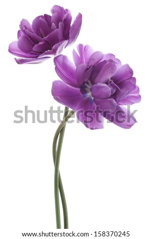 Studio Shot of Purple Colored Tulip Flowers Isolated on White Background. Large Depth of Field (DOF). Macro. National Flower of The Netherlands, Turkey and Hungary.