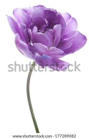 Similar – Image, Stock Photo Cutout tulip macro