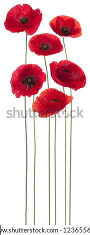 Studio Shot of Red Colored Poppy Flowers Isolated on White Background. Large Depth of Field (DOF). Macro. Symbol of Sleep, Oblivion and Imagination.
