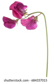 Studio Shot of Red Colored Sweet Pea Flower Isolated on White Background. Large Depth of Field (DOF). Macro.