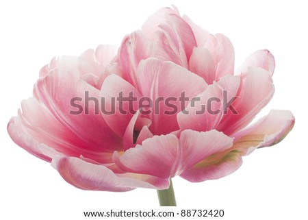 Similar – Image, Stock Photo Cutout tulip macro