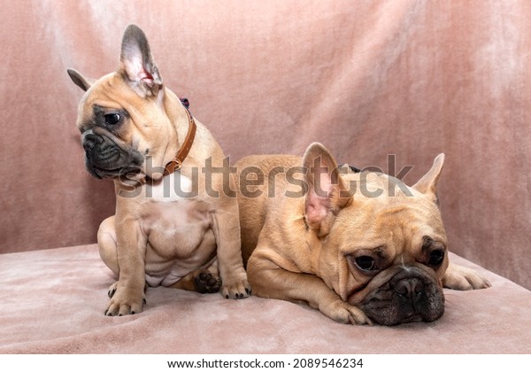 A studio shot of\
Reggie, a two-year old French Bulldog, with his four-month old\
half-sister Ronnie.
