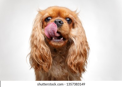 Studio Shot Of A Ruby Cavalier King Charles Spaniel Dog Licking His Cheek