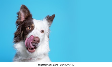 studio shot of a shelter dog on an isolated background - Shutterstock ID 2142993427